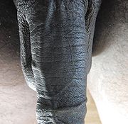 nude ebony pose gay fuck black man black ass buster