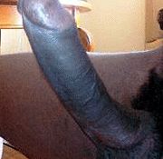 black pregnant gay black asshole lick black tied gay